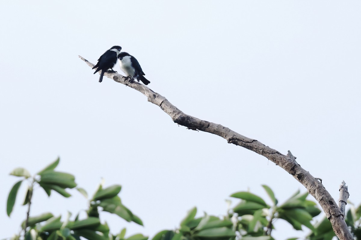 Philippine Falconet - ML612029272