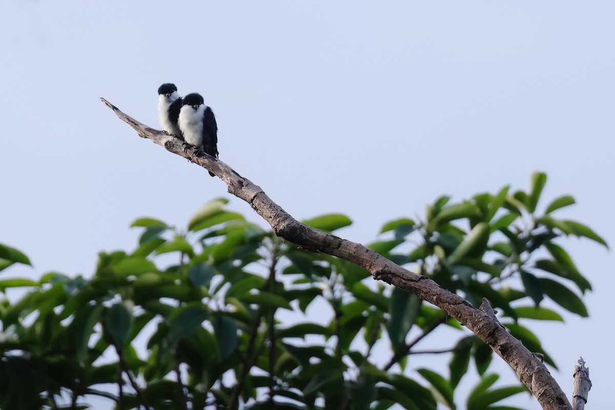 Philippine Falconet - ML612029273