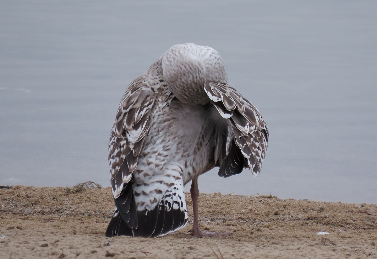 Great Black-backed Gull - ML612029289