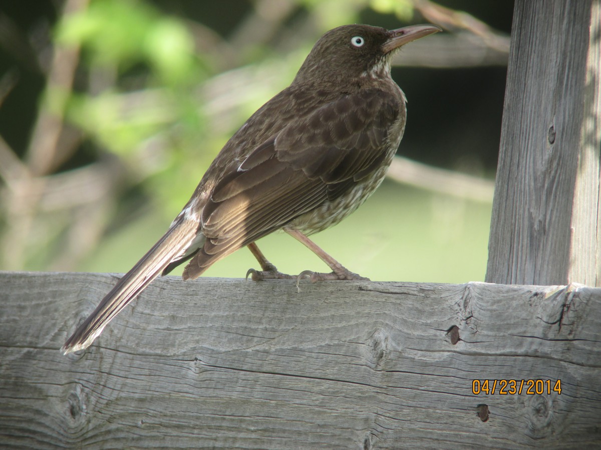 Pearly-eyed Thrasher - Jim Mead