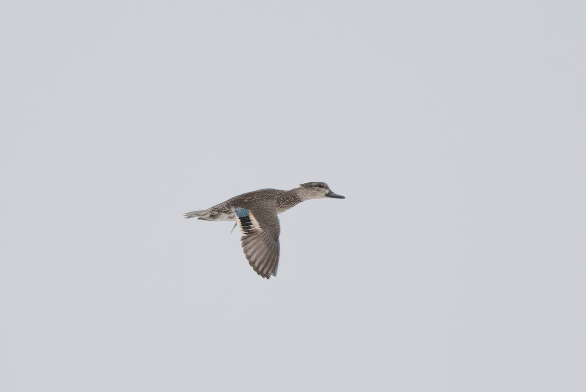 Green-winged Teal - ML612030403