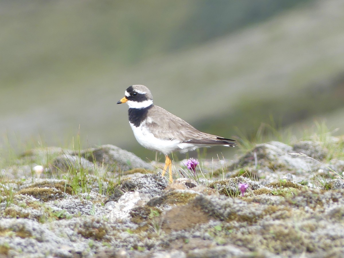 Common Ringed Plover - Octave Pajot