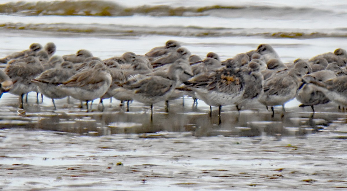 Great Knot - ML612030825