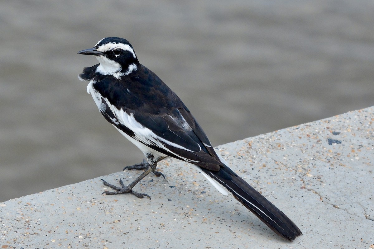 African Pied Wagtail - ML612031086
