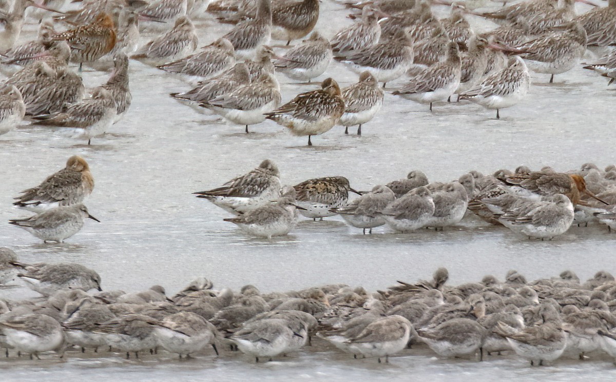 Great Knot - ML612031196