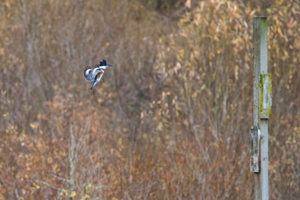 rybařík pruhoprsý - ML612031423