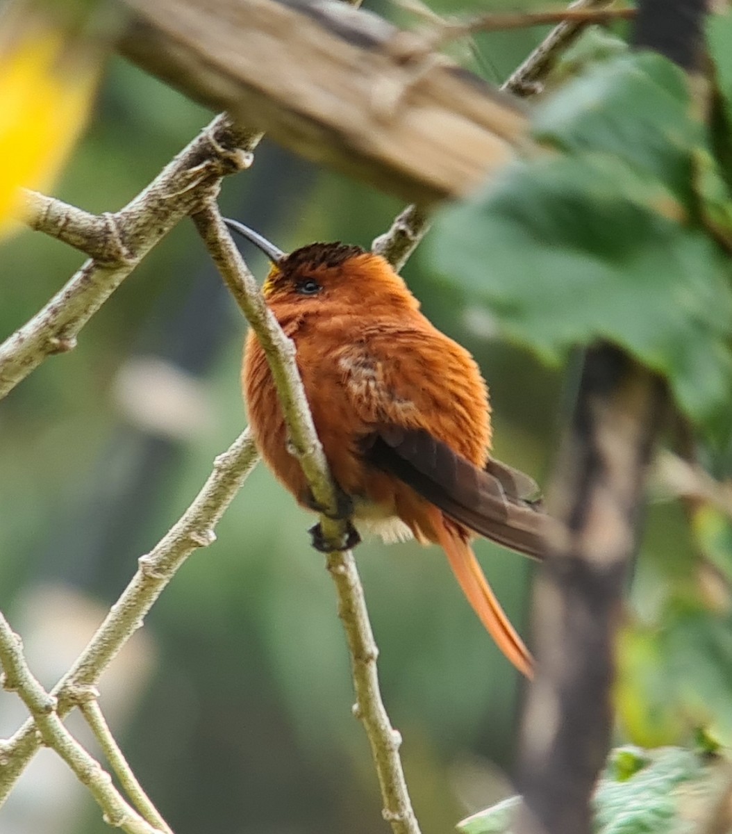 kolibřík fernandezský - ML612031856