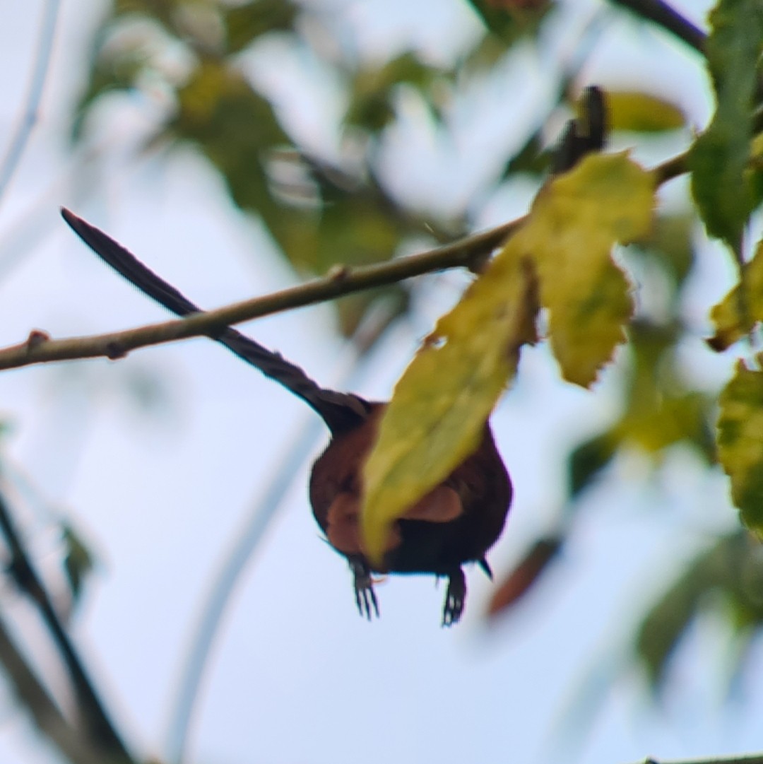 kolibřík fernandezský - ML612031860