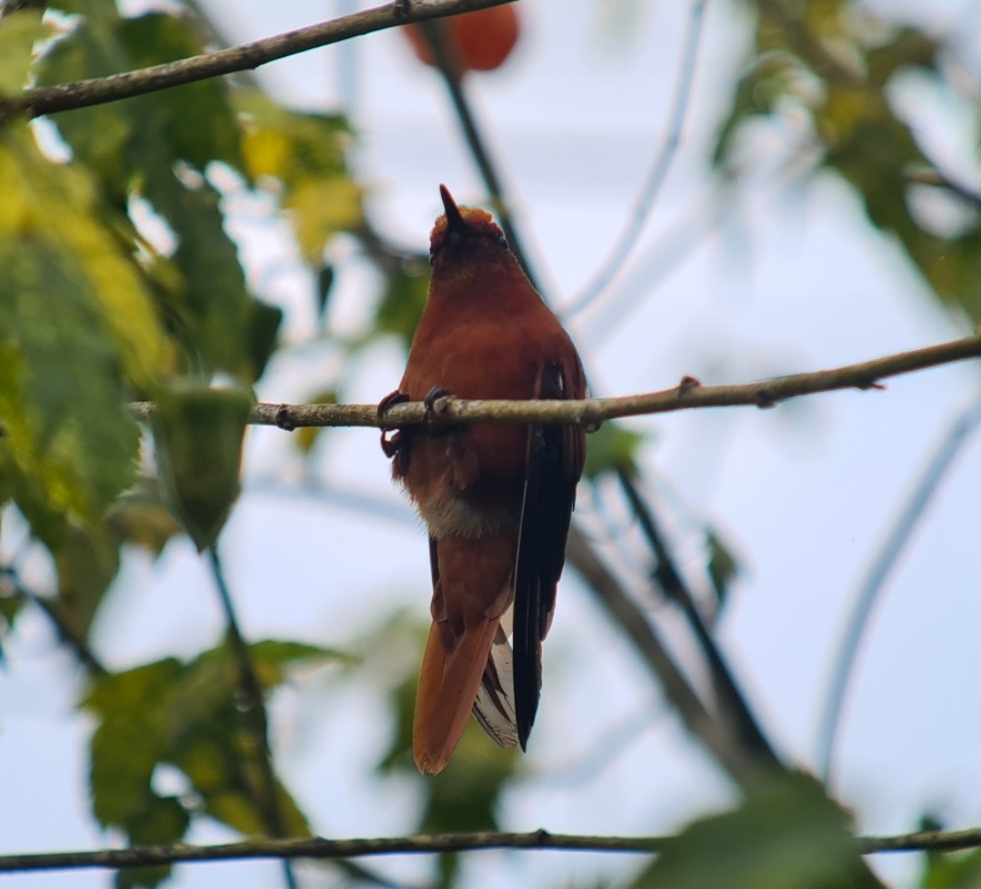 kolibřík fernandezský - ML612031862