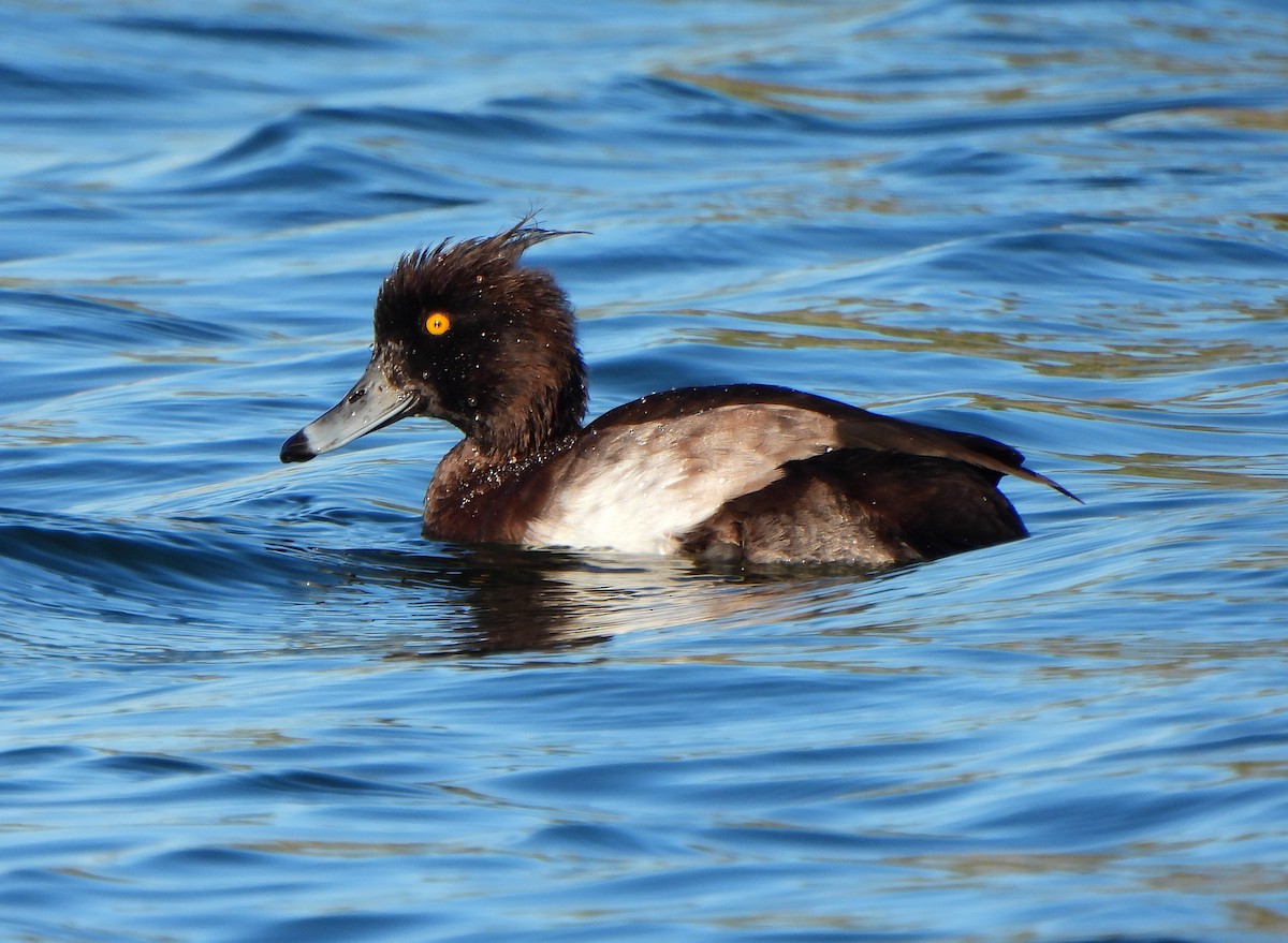 Tufted Duck - ML612031888