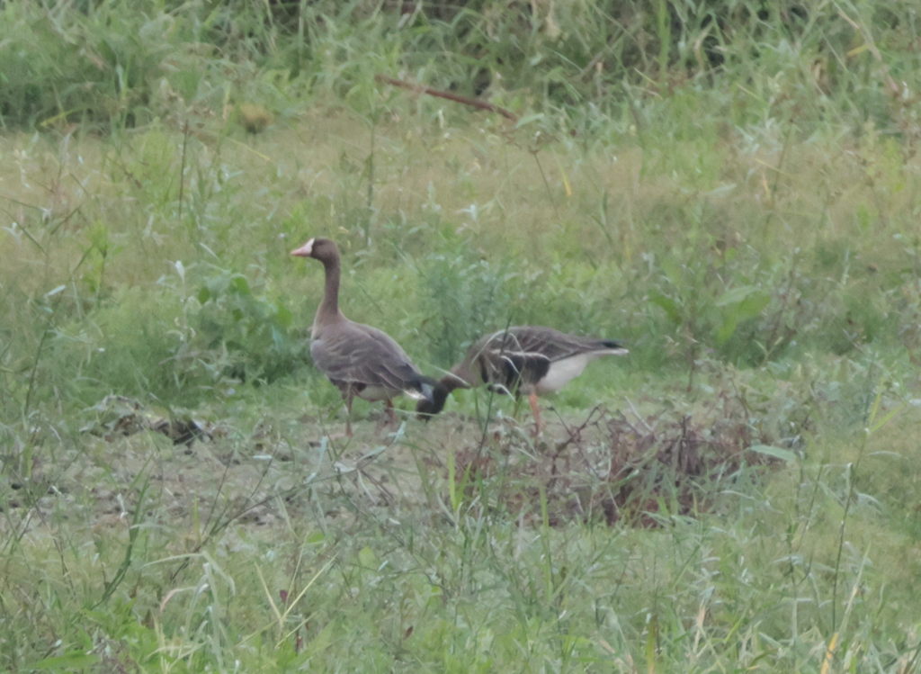 Greater White-fronted Goose - ML612031907
