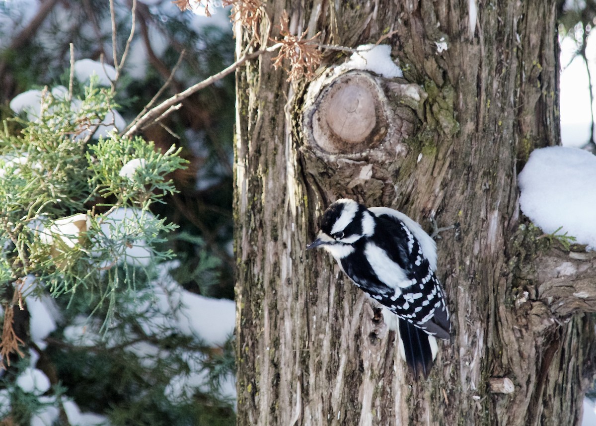 Downy Woodpecker - ML612032054