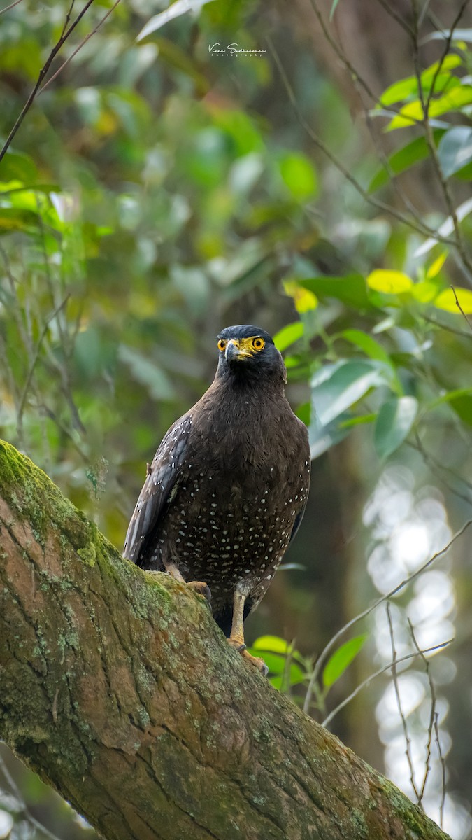 Crested Serpent-Eagle - ML612032203
