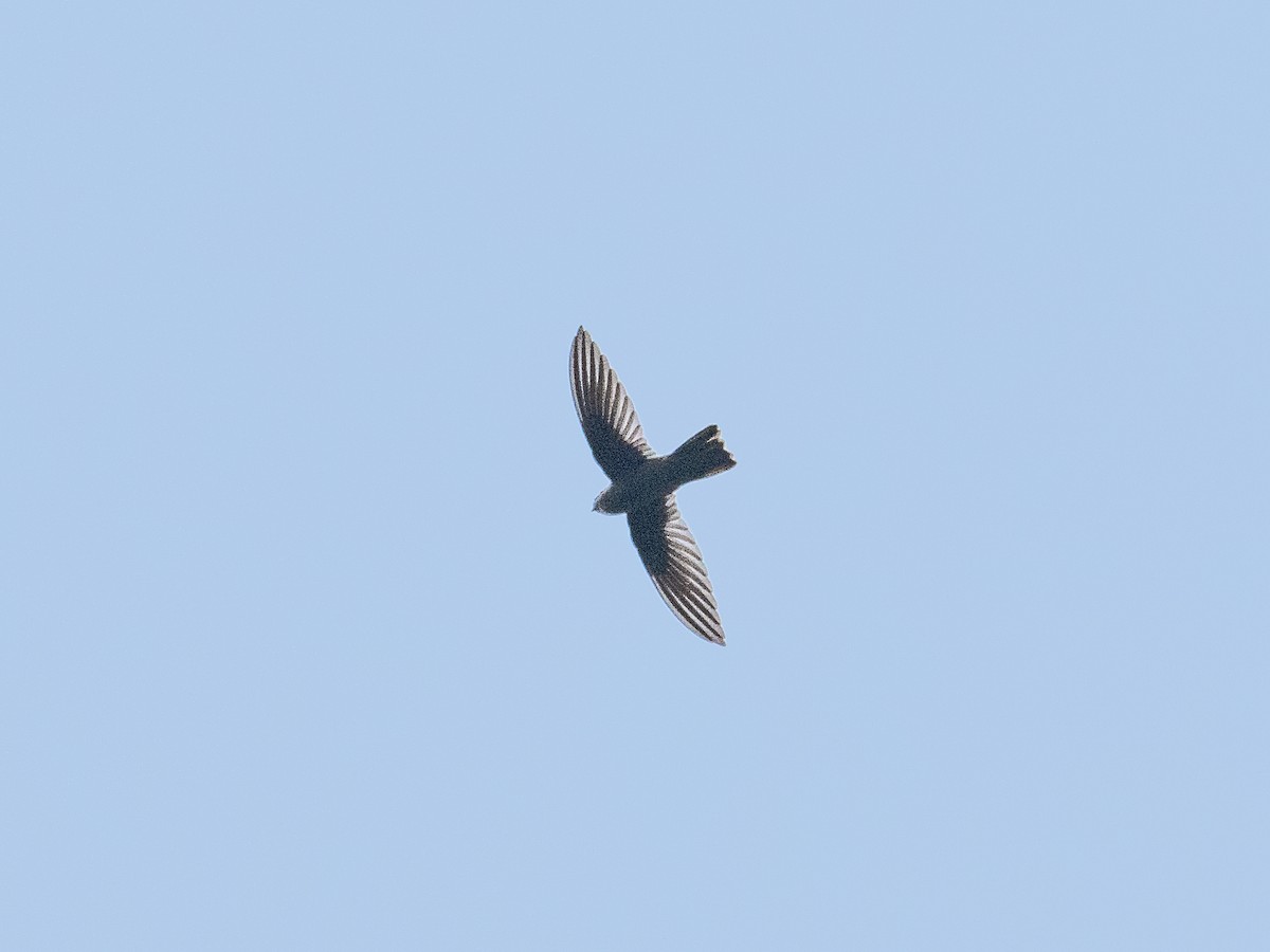 Indian Swiftlet - ML612032215