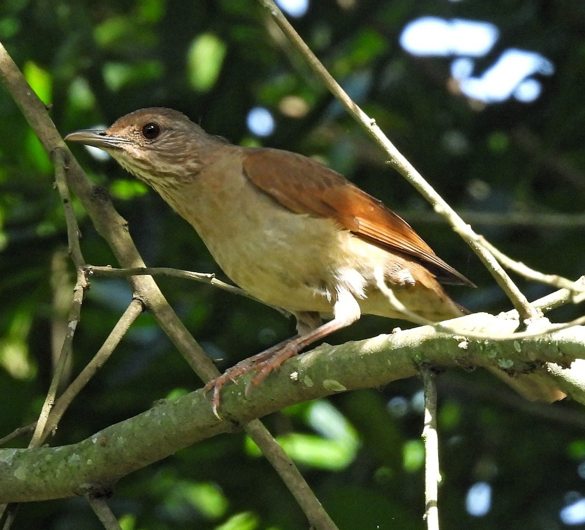 Pale-breasted Thrush - ML612032317