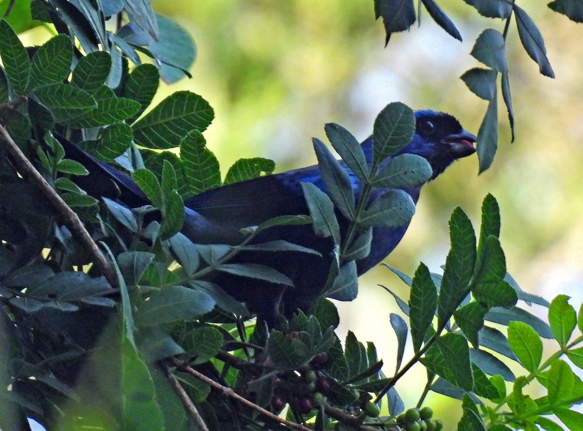 Diademed Tanager - ML612032321