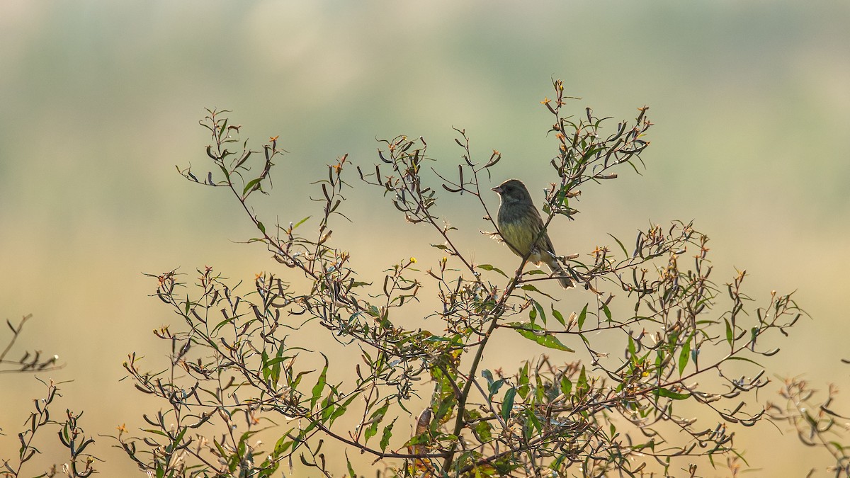 Black-faced/Masked Bunting - 培聰 林