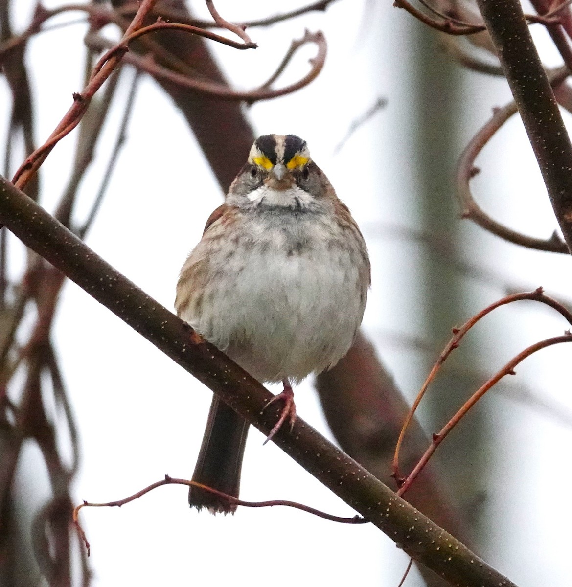 White-throated Sparrow - ML612032557