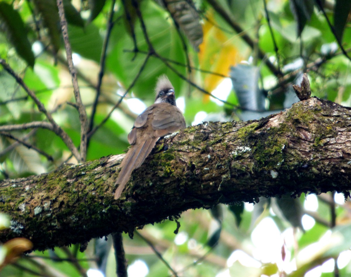 Speckled Mousebird - ML612032945