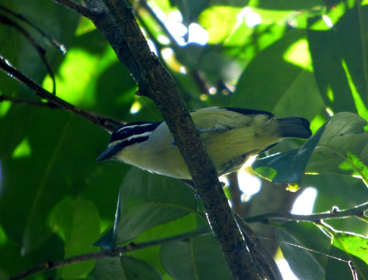 Yellow-rumped Tinkerbird - Héctor Bintanel Cenis