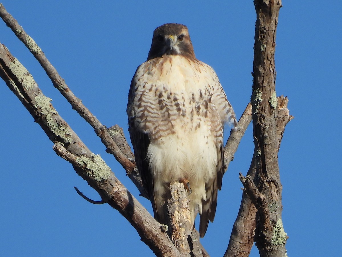 Red-tailed Hawk - ML612033024