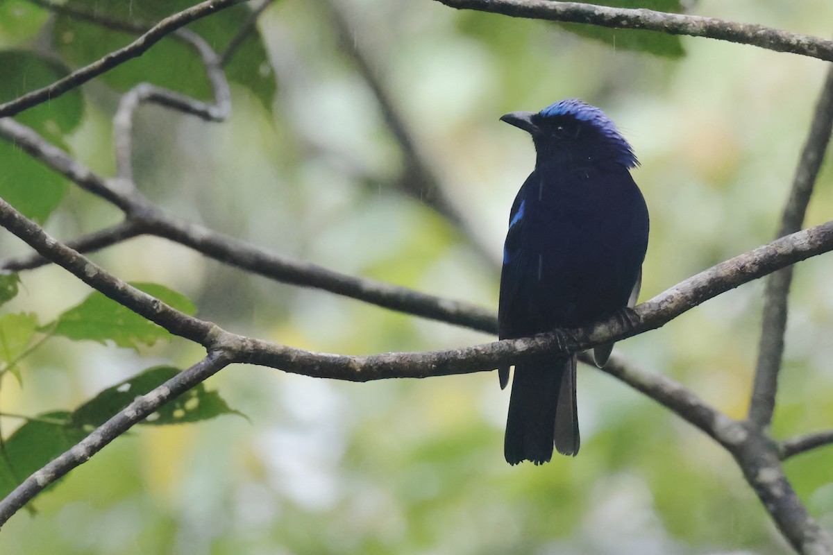 Philippine Fairy-bluebird - Vincent van der Spek