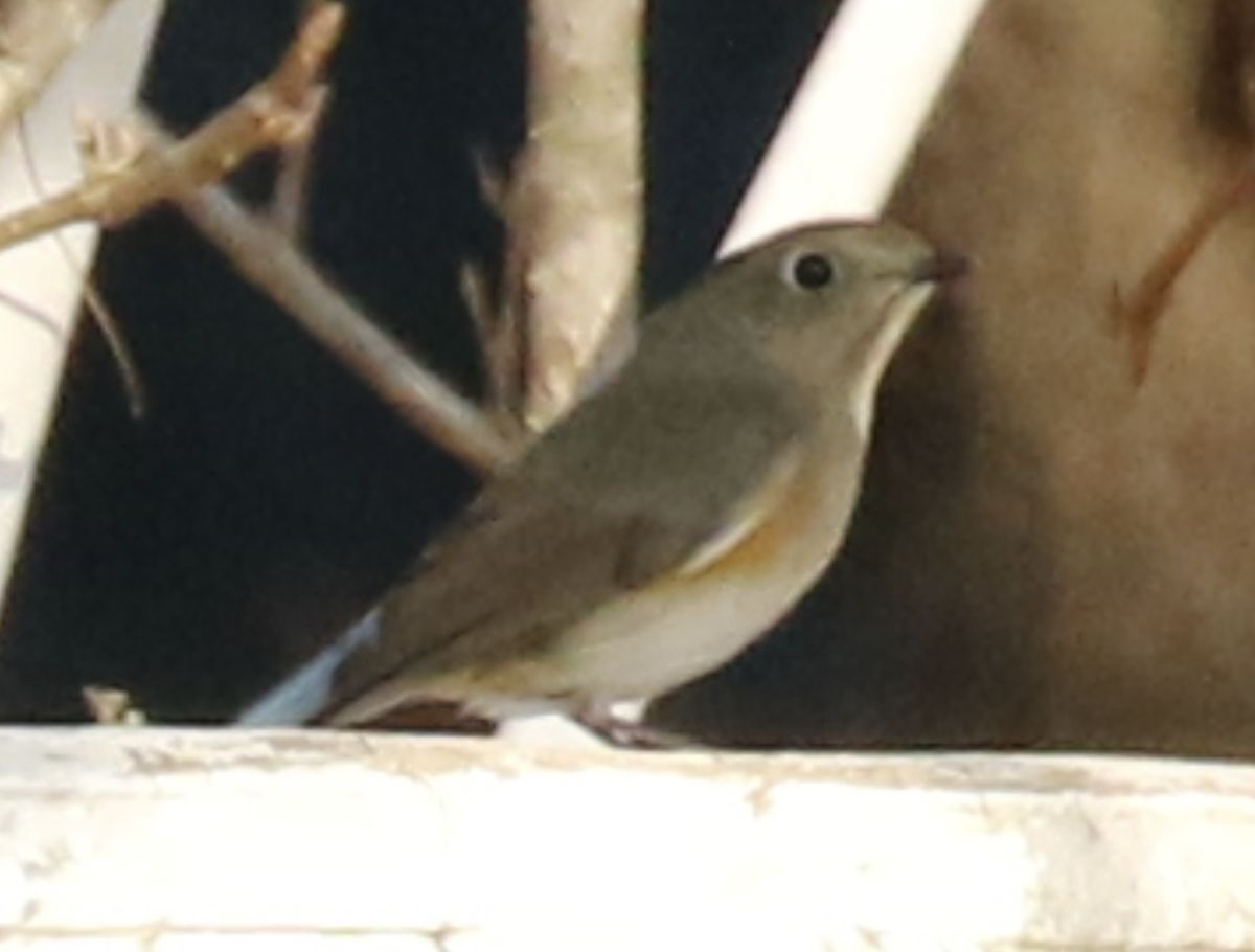 Red-flanked Bluetail - ML612033058