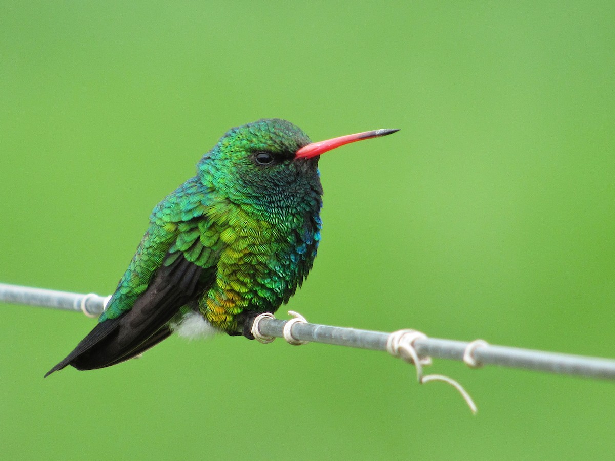 kolibřík lesklobřichý - ML612033068
