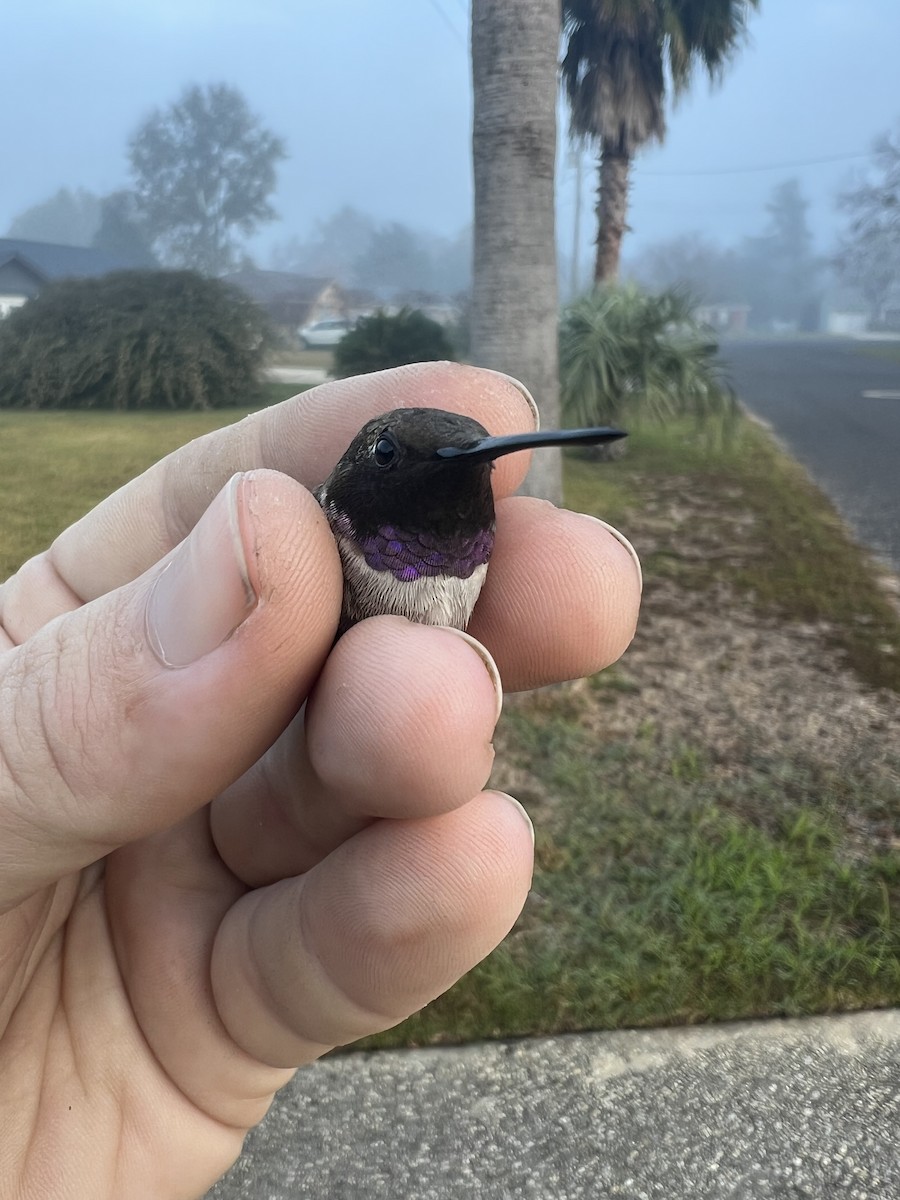 Black-chinned Hummingbird - ML612033530