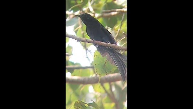 Fork-tailed Drongo-Cuckoo - ML612033547