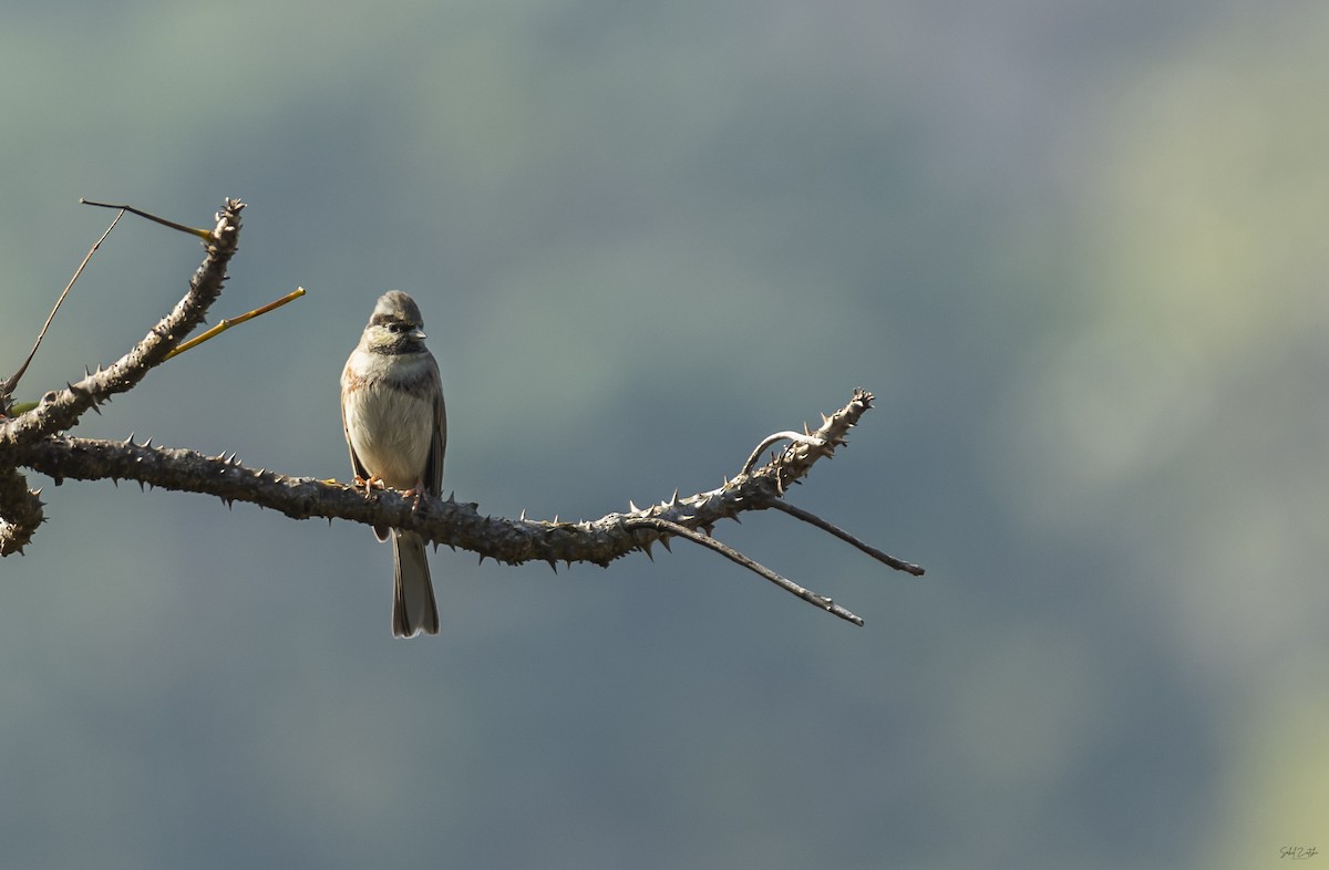 White-capped Bunting - ML612033623