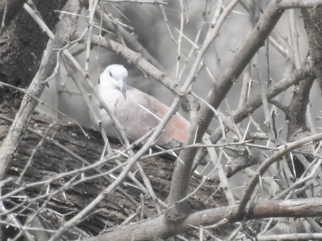 Red Collared-Dove - ML612033664