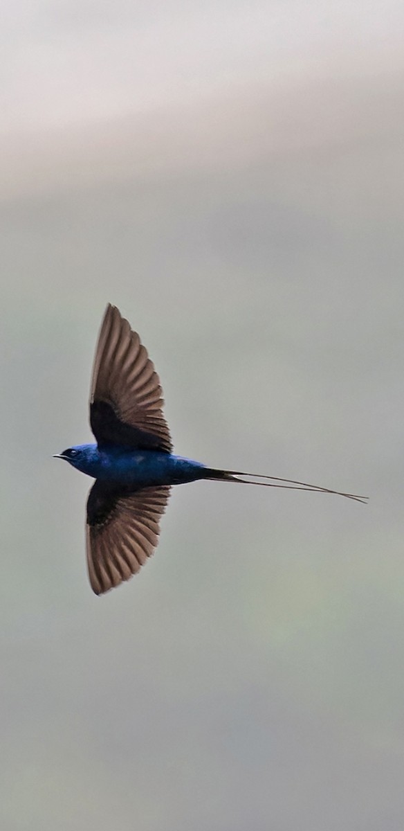 Montane Blue Swallow - Abasi Jana