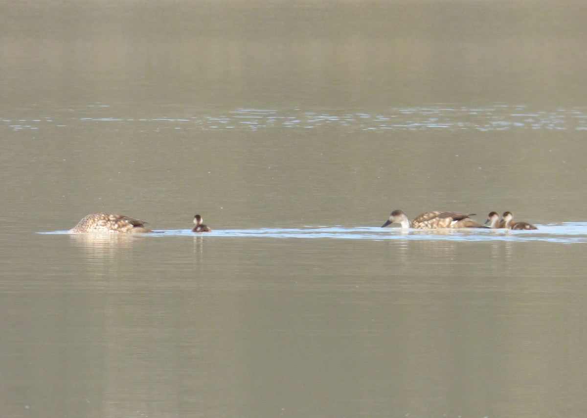 Crested Duck - ML612034254
