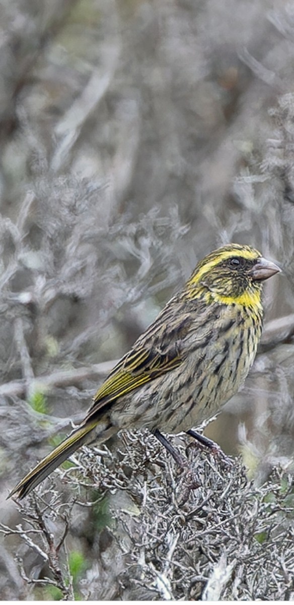 Yellow-browed Seedeater - ML612034279