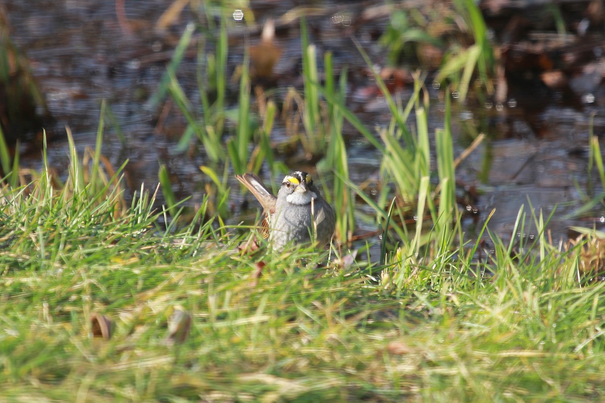 White-throated Sparrow - ML612034348