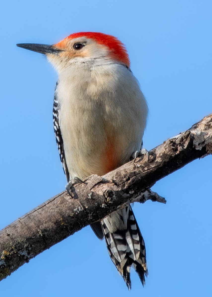 Red-bellied Woodpecker - Tim Vellutini