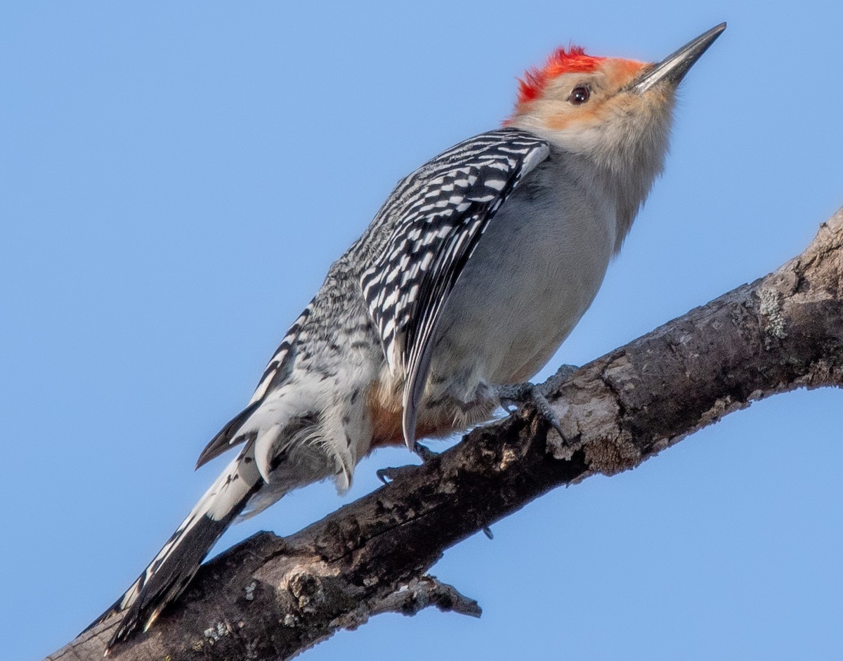 Red-bellied Woodpecker - Tim Vellutini