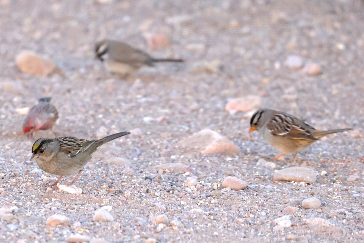 Golden-crowned Sparrow - ML612034734