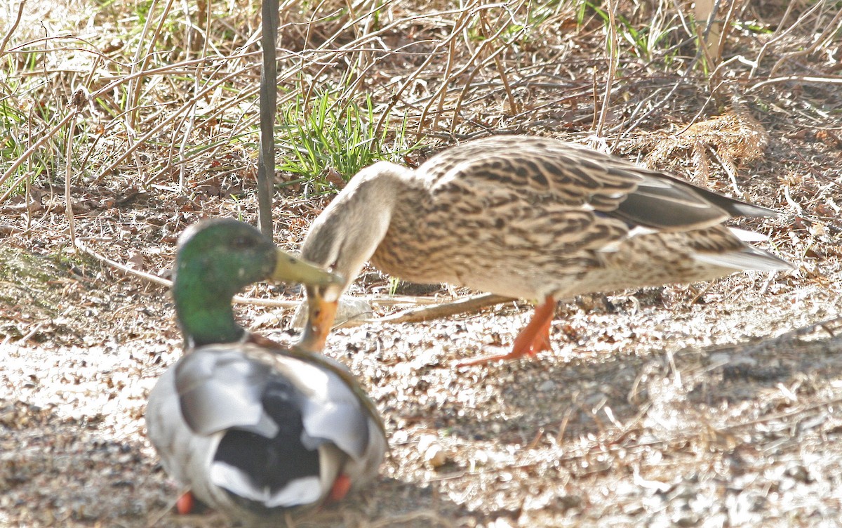 Canard colvert - ML612035139