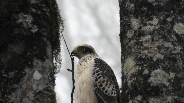 Crested Serpent-Eagle - ML612035153