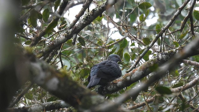 Nilgiri Wood-Pigeon - ML612035396