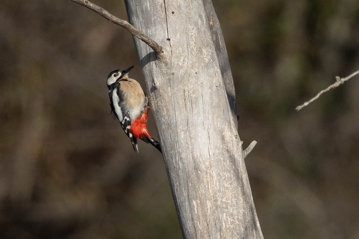 Great Spotted Woodpecker - ML612035513