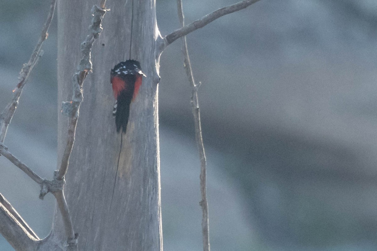 Great Spotted Woodpecker - ML612035514