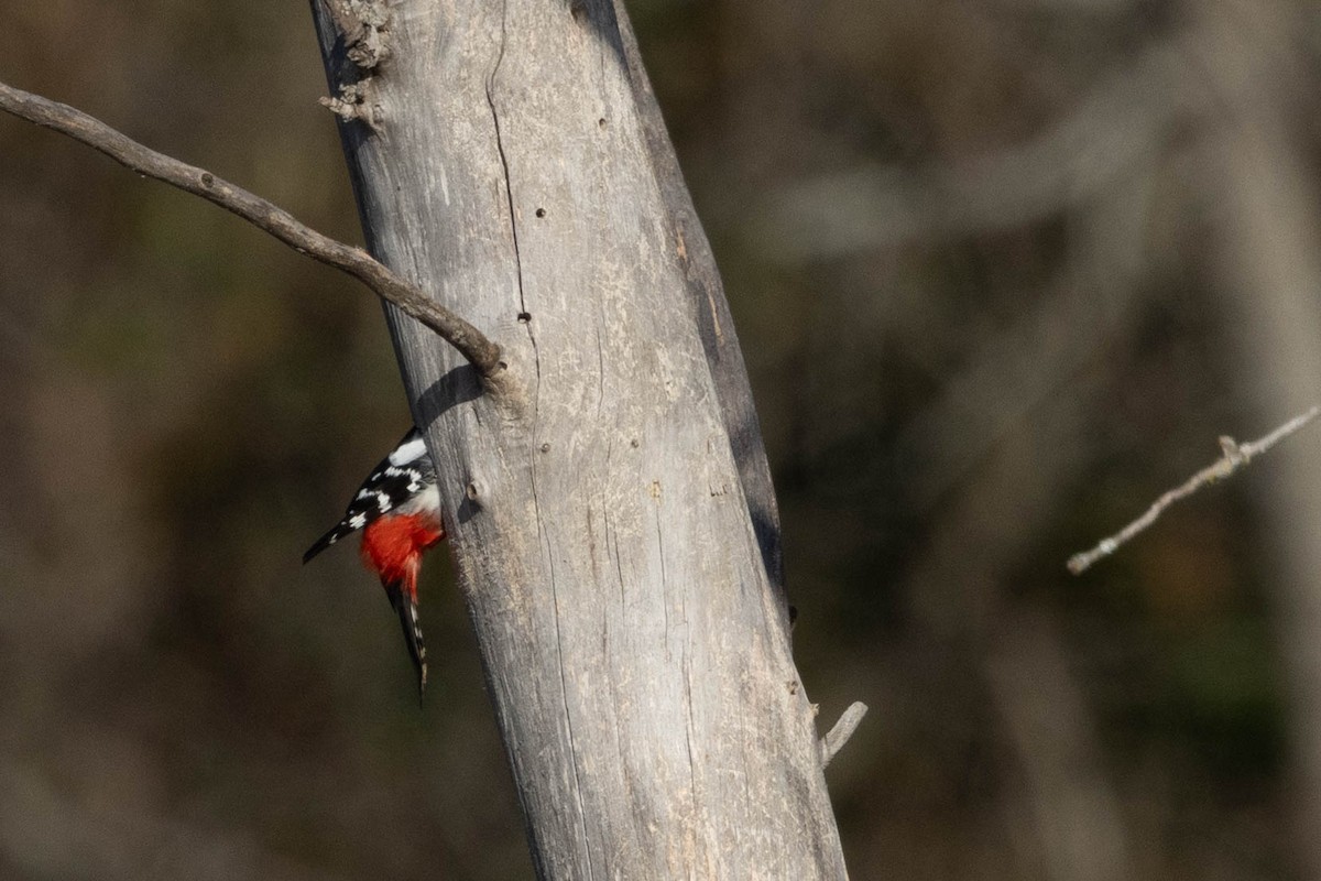 Great Spotted Woodpecker - ML612035516