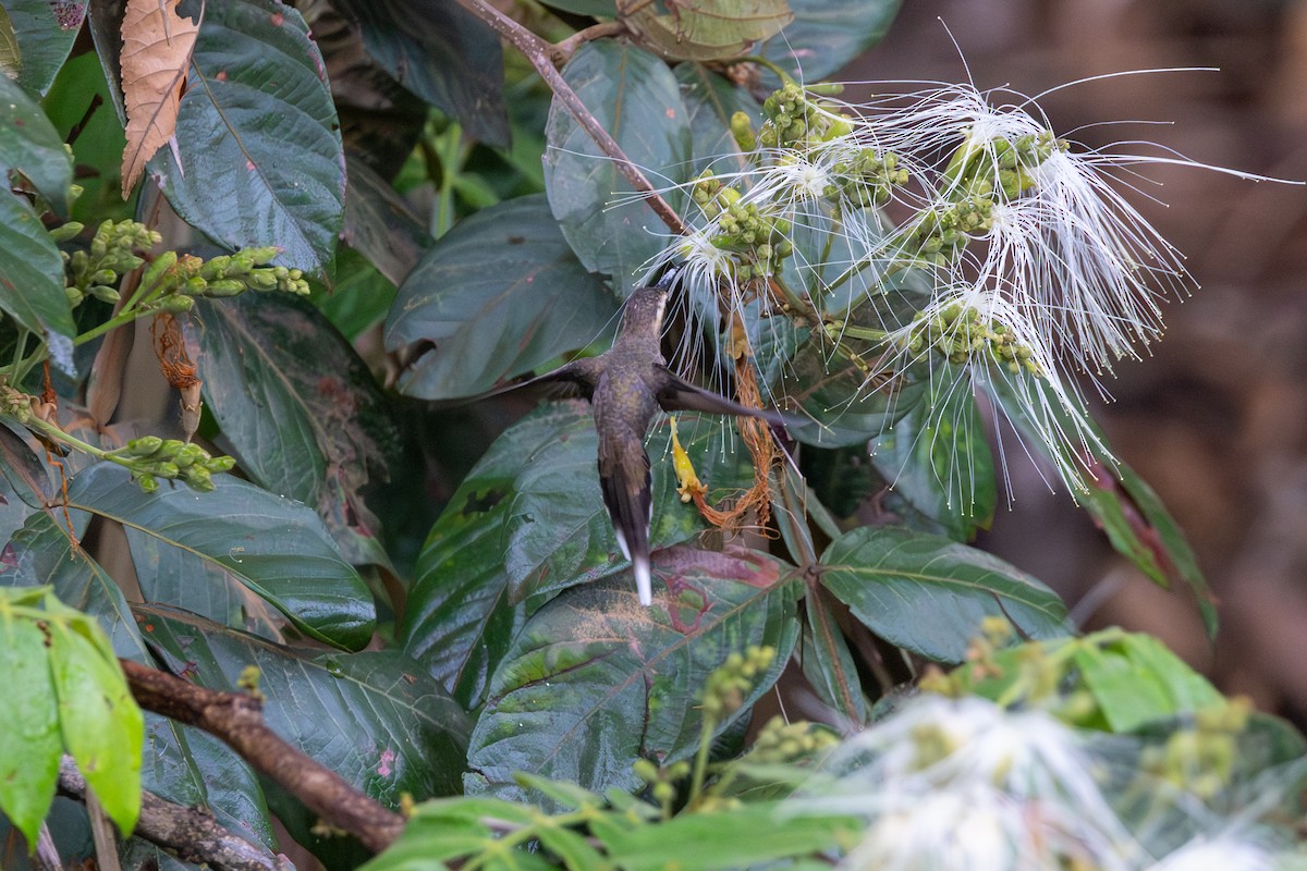 Long-tailed Hermit - ML612035616