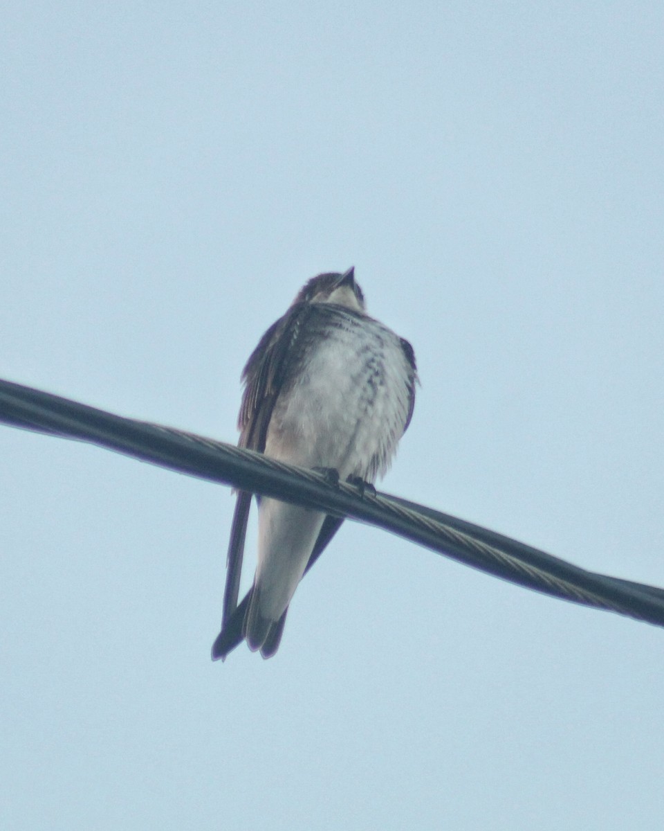 Brown-chested Martin (fusca) - ML612035630