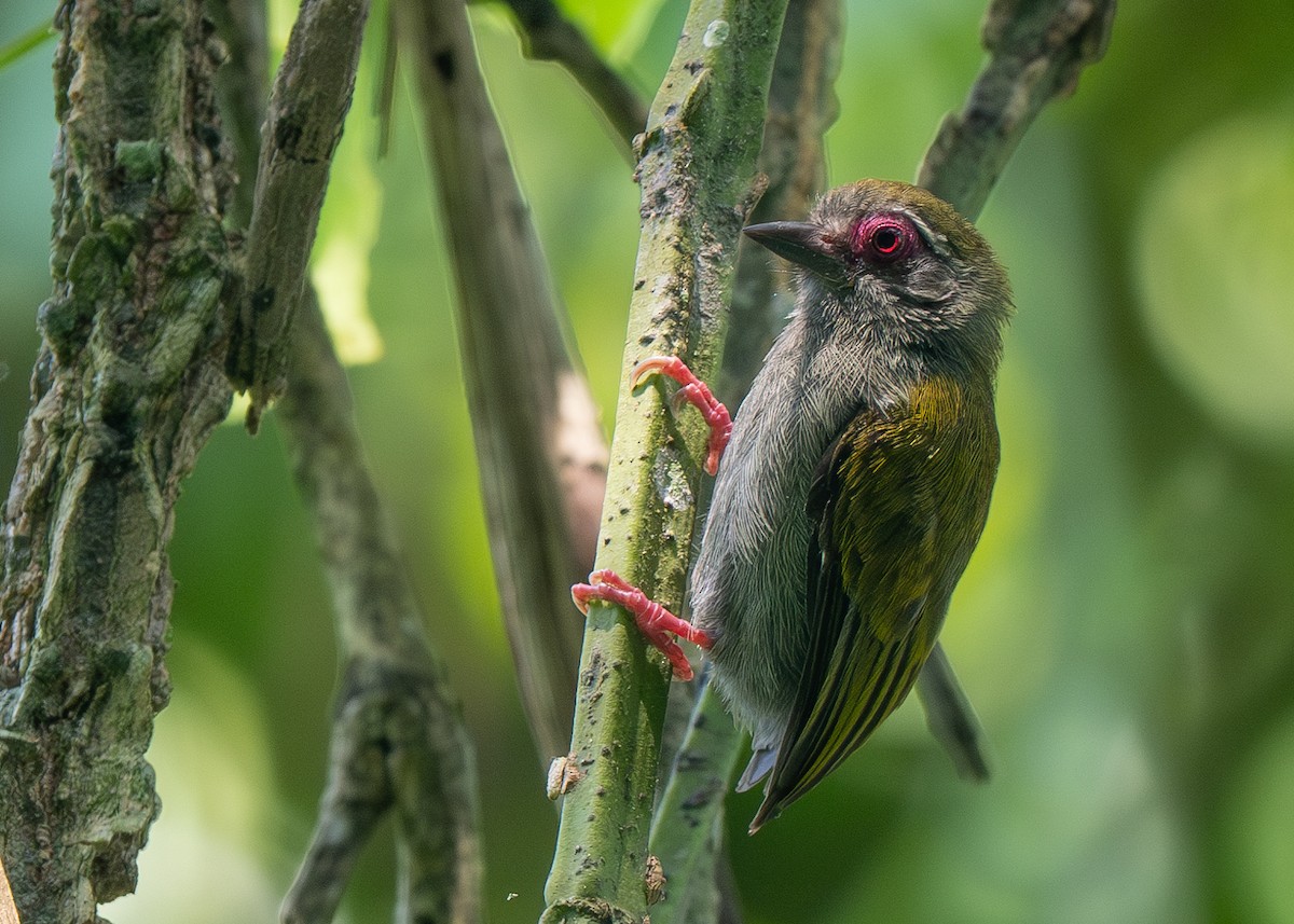 African Piculet - ML612035641