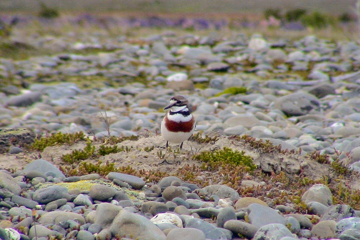 Double-banded Plover - ML612035681