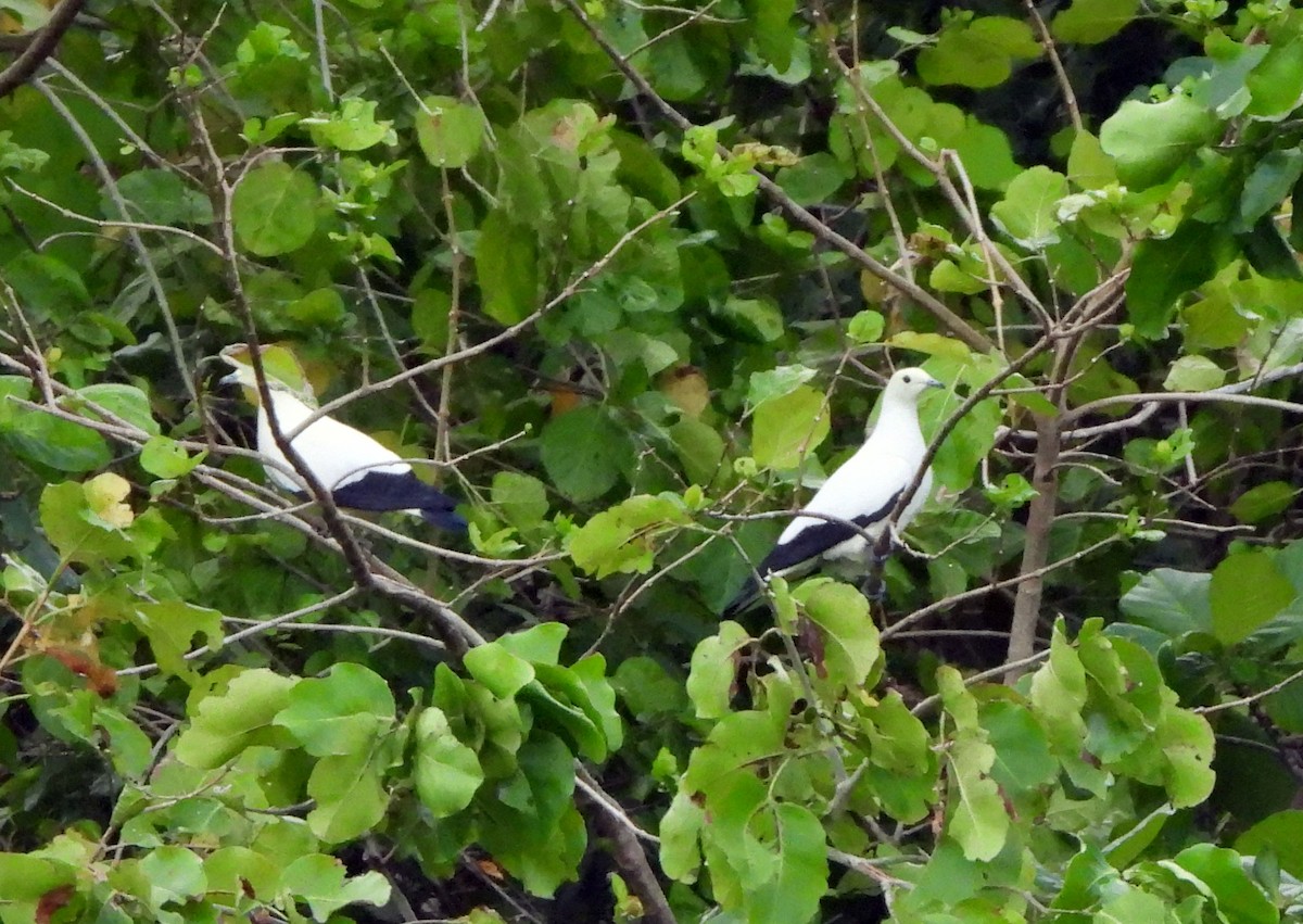 Pied Imperial-Pigeon - ML612035793